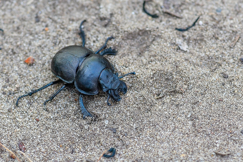 Lethrus apterus - nagyfejű csajkó