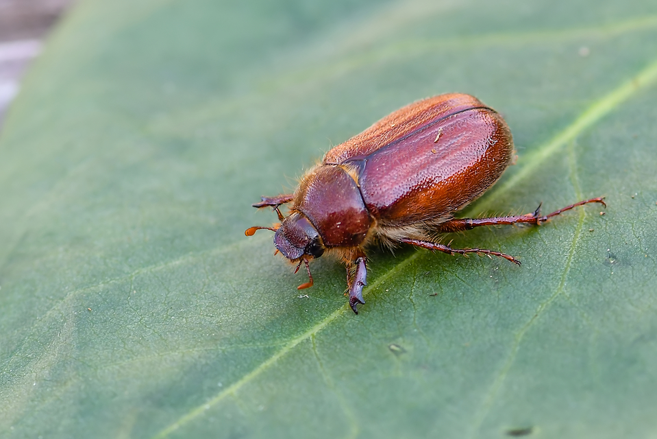 Holochelus vernus - tavaszi cserebogár