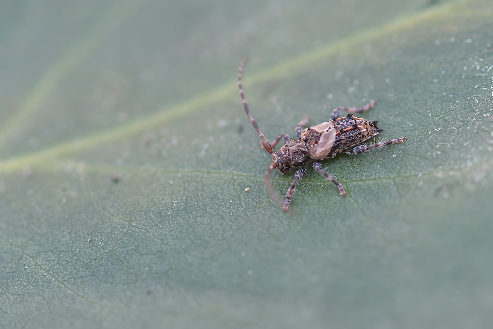 Pogonocherus hispidus - kéttövises ecsetcincér