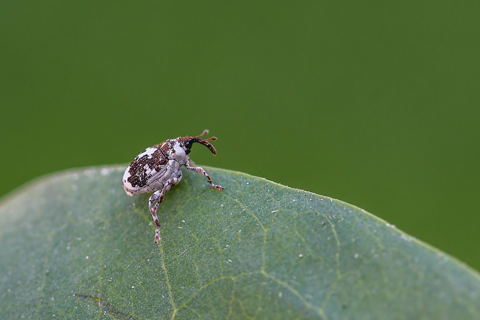 Mogulones larvatus - tüdőfű-tarkaormányos