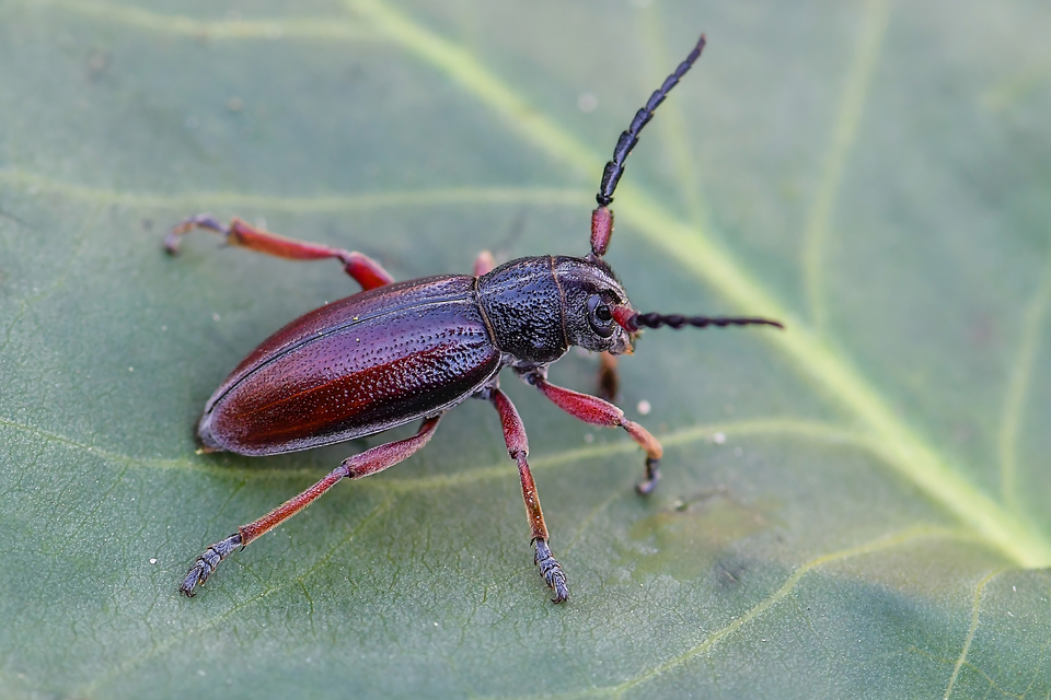 Dorcadion fulvum - barna gyalogcincér