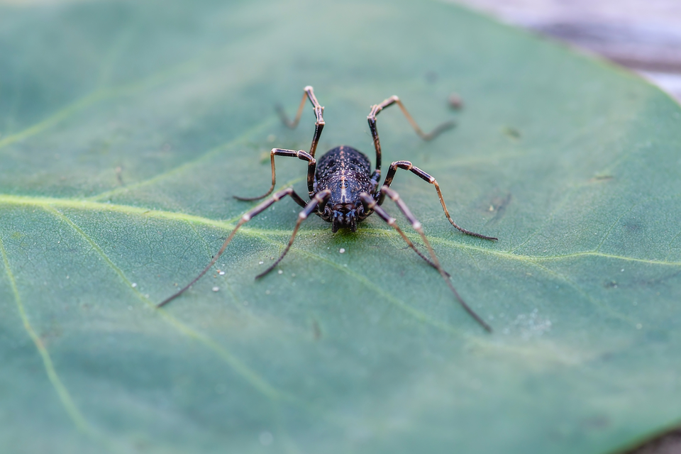 Egaenus convexus