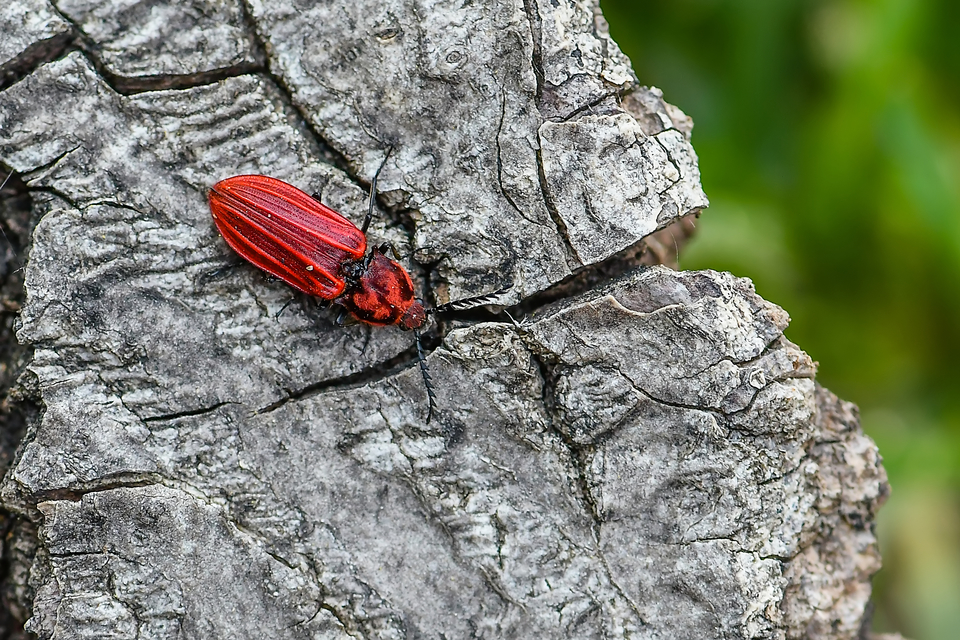 Anostirus purpureus - tűzvörös pattanó