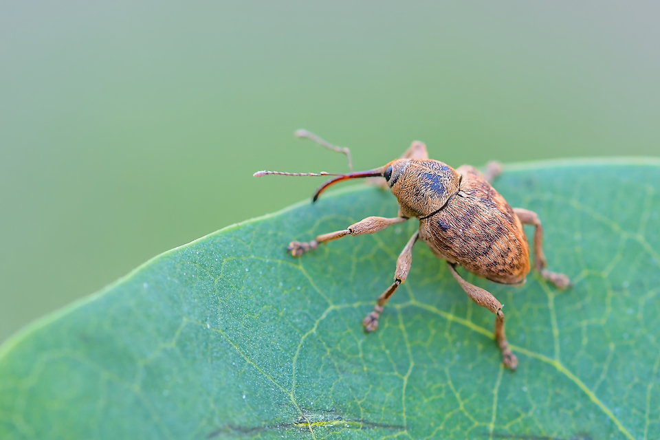 Curculio venosus - tarajos zsuzsóka