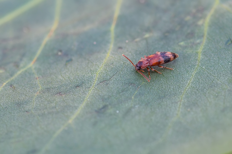 Hypulus bifasciatus - öves komorka Hypulus bifasciatus - öves komorka