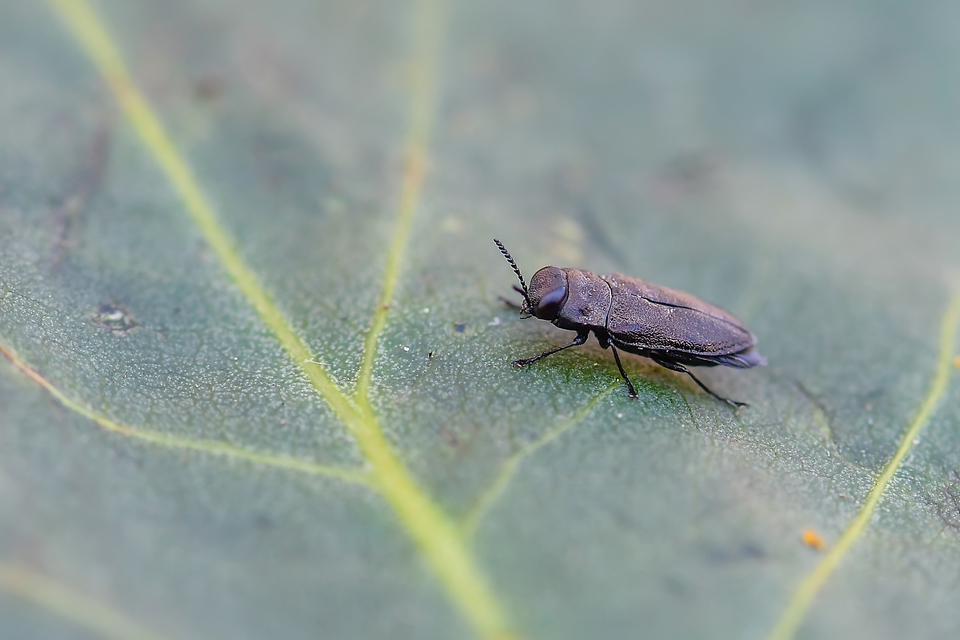 Anthaxia quadripunctata - fekete virágdíszbogár Anthaxia quadripunctata - fekete virágdíszbogár