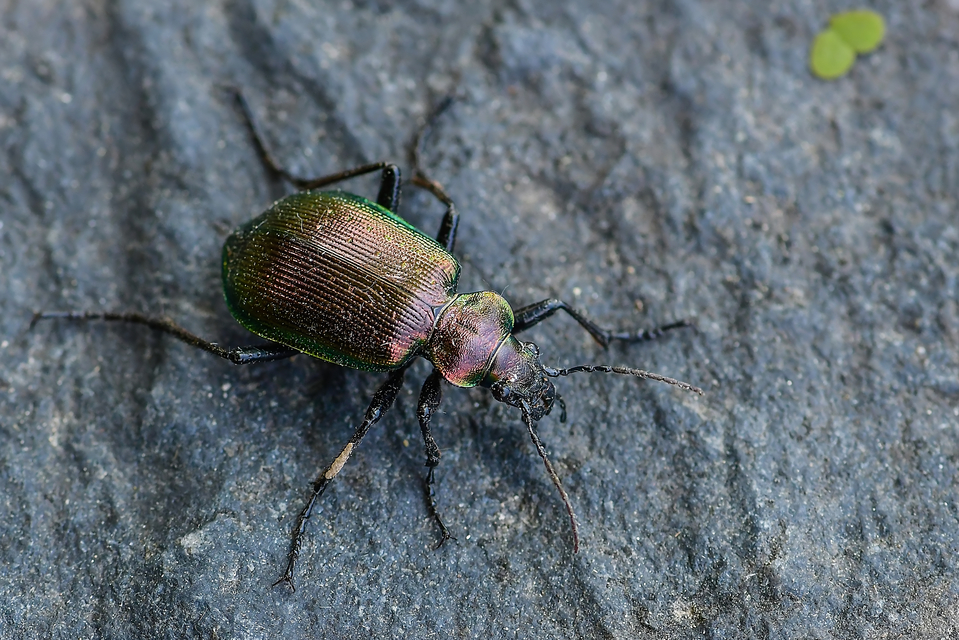 Calosoma inquisitor - kis bábrabló