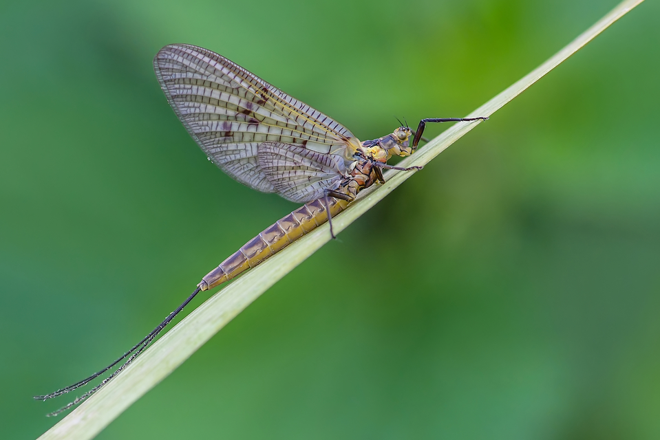Ephemera vulgata - közönséges tarkakérész