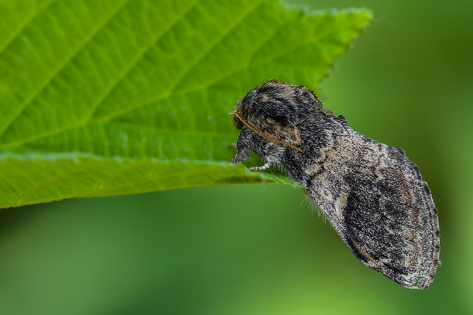 Notodonta tritophus - tarajos púposszövő