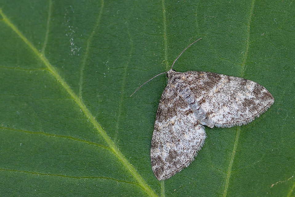 Lobophora halterata - szárnyfüggelékes araszoló