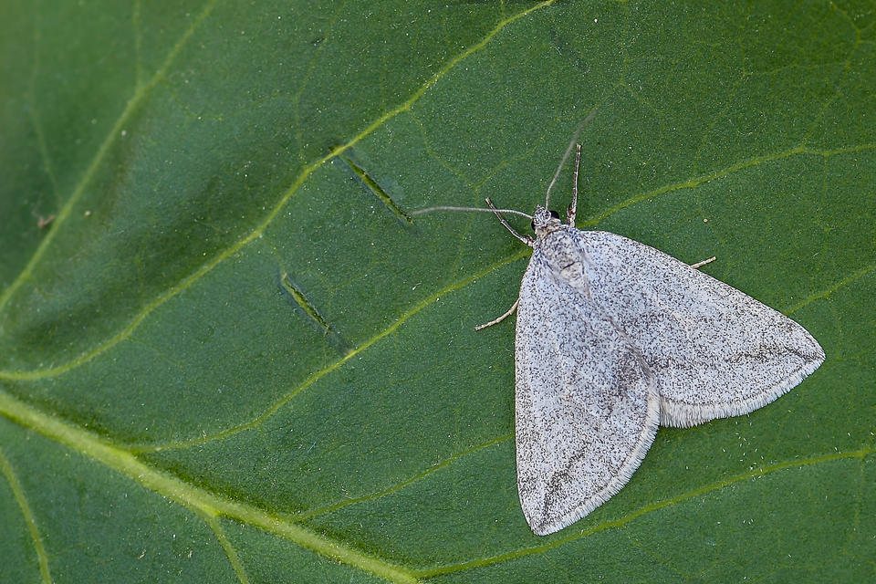 Lithostege griseata - szürke araszoló
