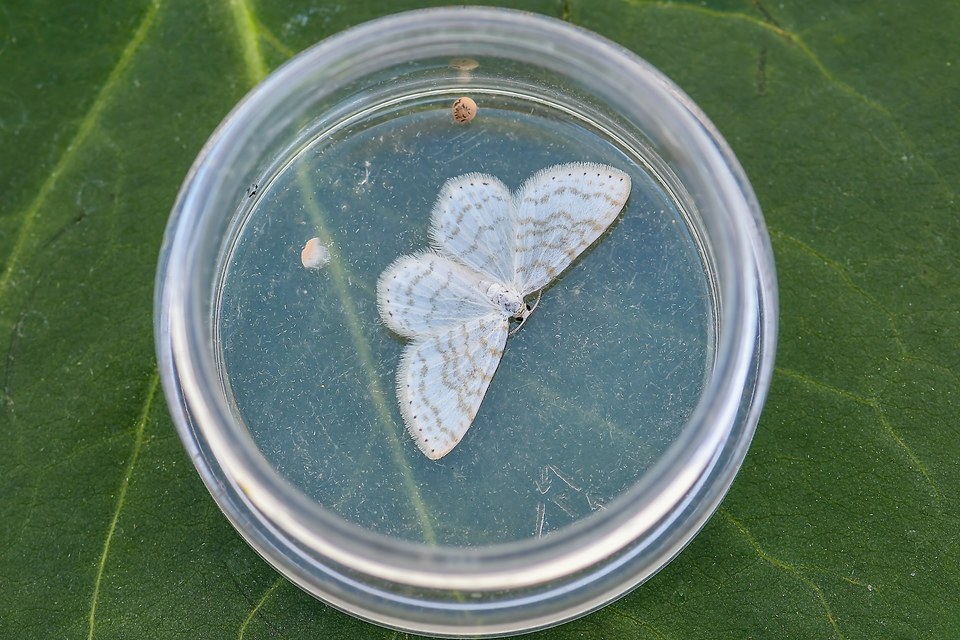 Asthena albulata - gyertyán-fehéraraszoló