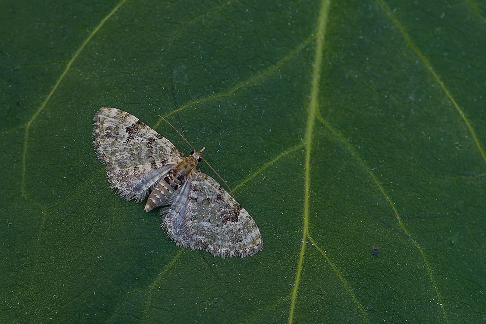 Chloroclystis v-ata - zöldes törpearaszoló