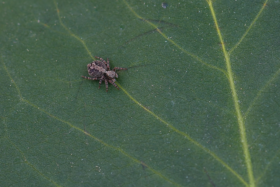 Pseudeuophrys lanigera - szobai ugrópók