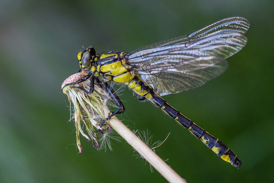Gomphus vulgatissimus - feketelábú folyami-szitakötő