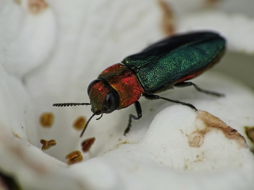 Anthaxia nitidula - ragyogó virágdíszbogár