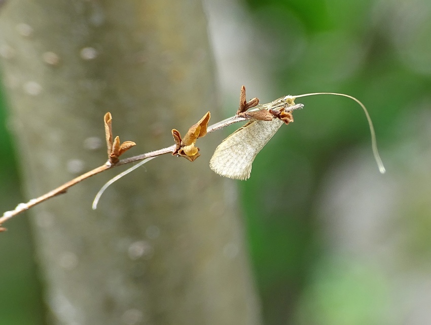 Nematopogon