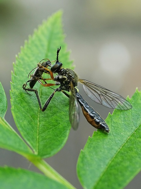 Dioctria