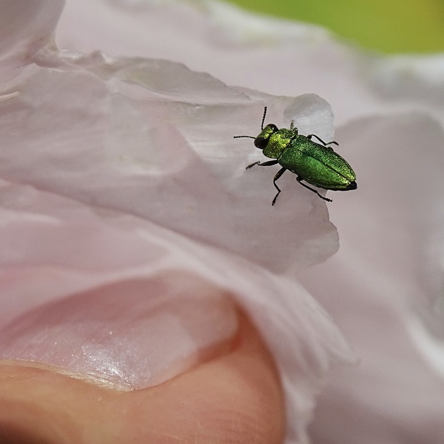 Anthaxia nitidula - ragyogó virágdíszbogár