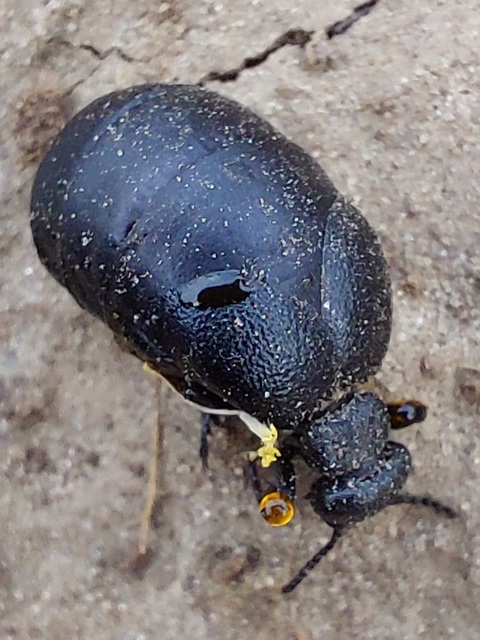 Meloe scabriusculus - érdes nünüke