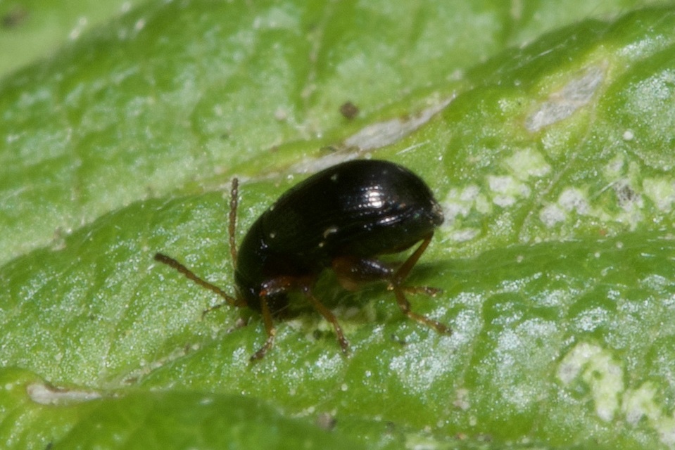 Batophila