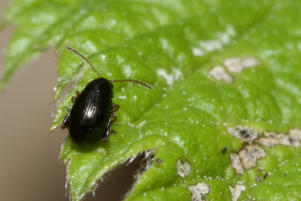 Batophila