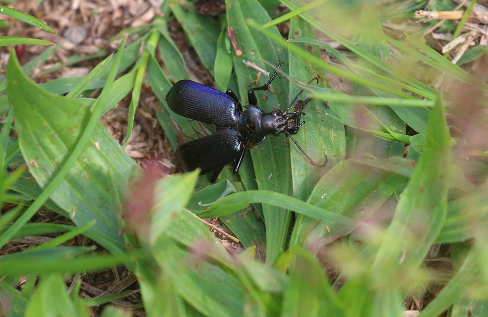 Calosoma inquisitor - kis bábrabló
