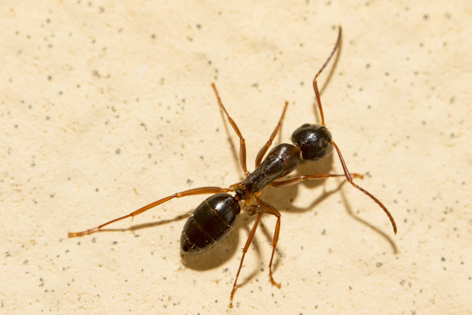 Camponotus fallax - ligeti lóhangya