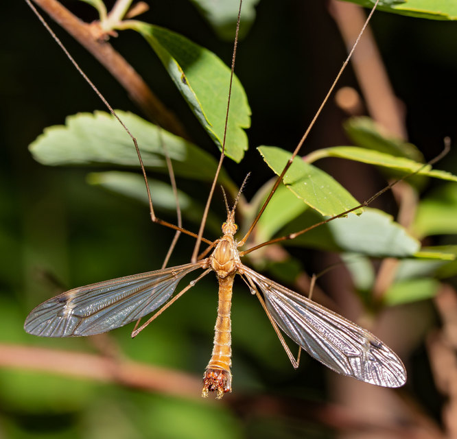 Tipula
