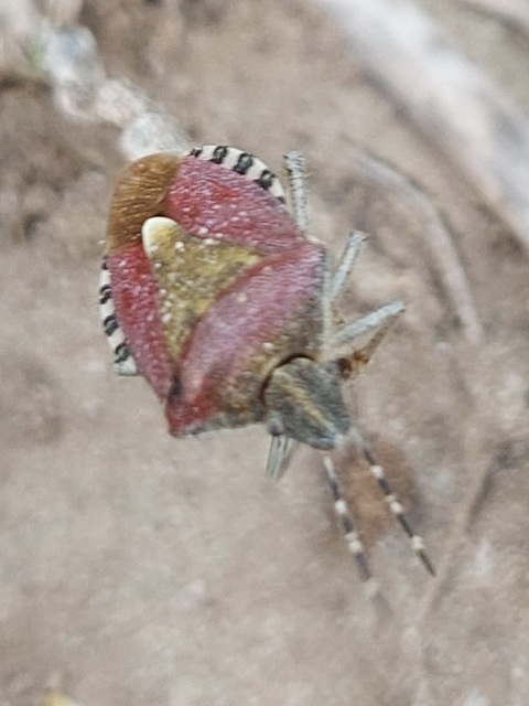 Dolycoris baccarum - közönséges bogyómászó-poloska
