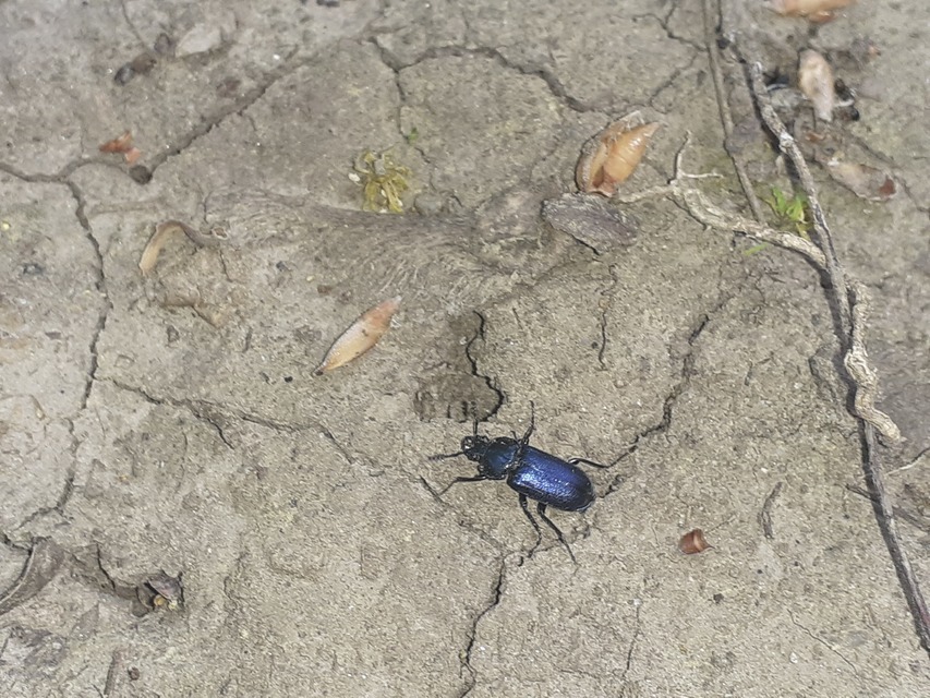 Platycerus caraboides - kis fémesszarvasbogár