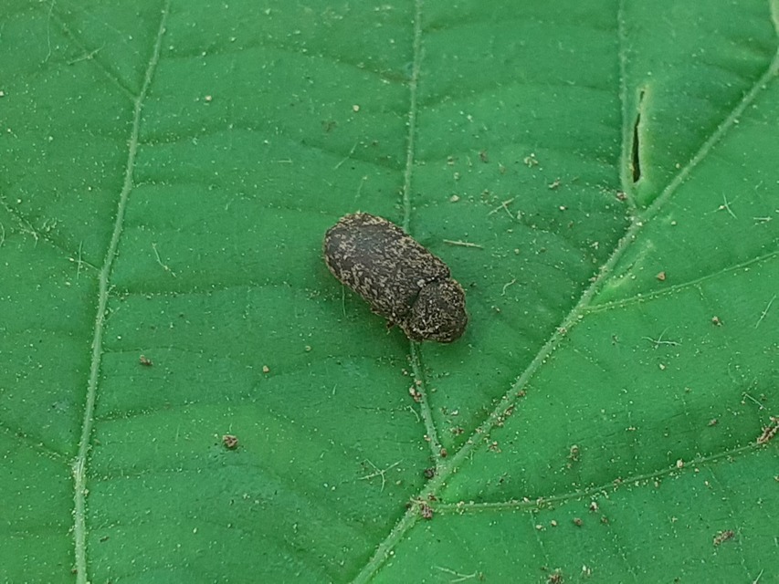 Xestobium rufovillosum - nagy álszú