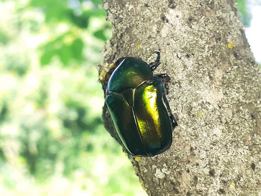 Protaetia affinis - smaragdzöld virágbogár