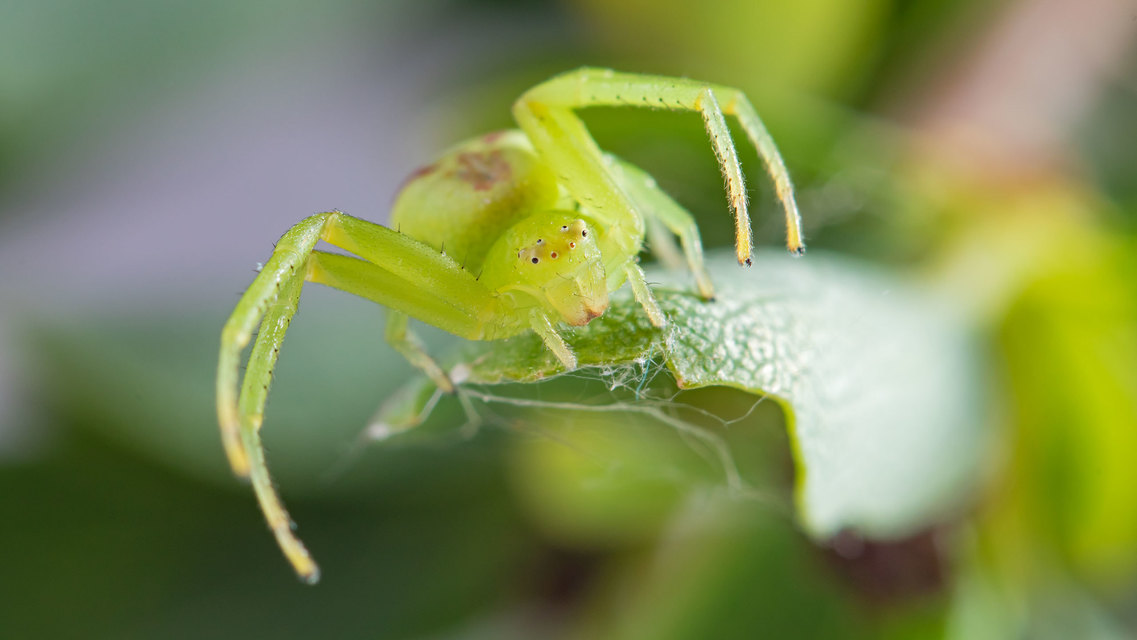 Ebrechtella tricuspidata - alakoskodó karolópók