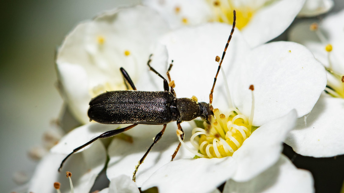Grammoptera ruficornis - gyűrűscsápú galagonyacincér Grammoptera ruficornis - gyűrűscsápú galagonyacincér