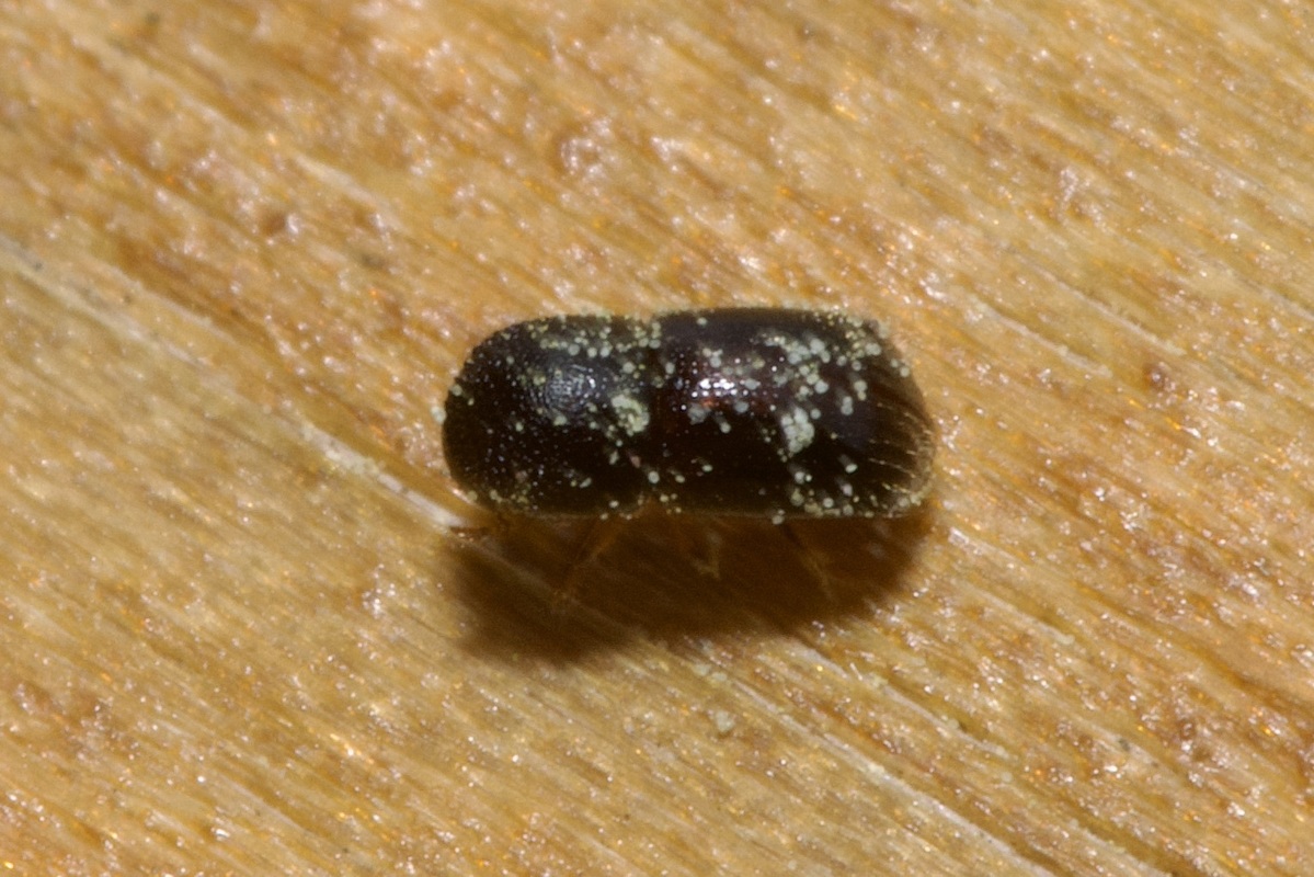 Xylosandrus germanus - németszú