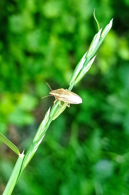 Aelia acuminata - közönséges szipolypoloska Aelia acuminata - közönséges szipolypoloska