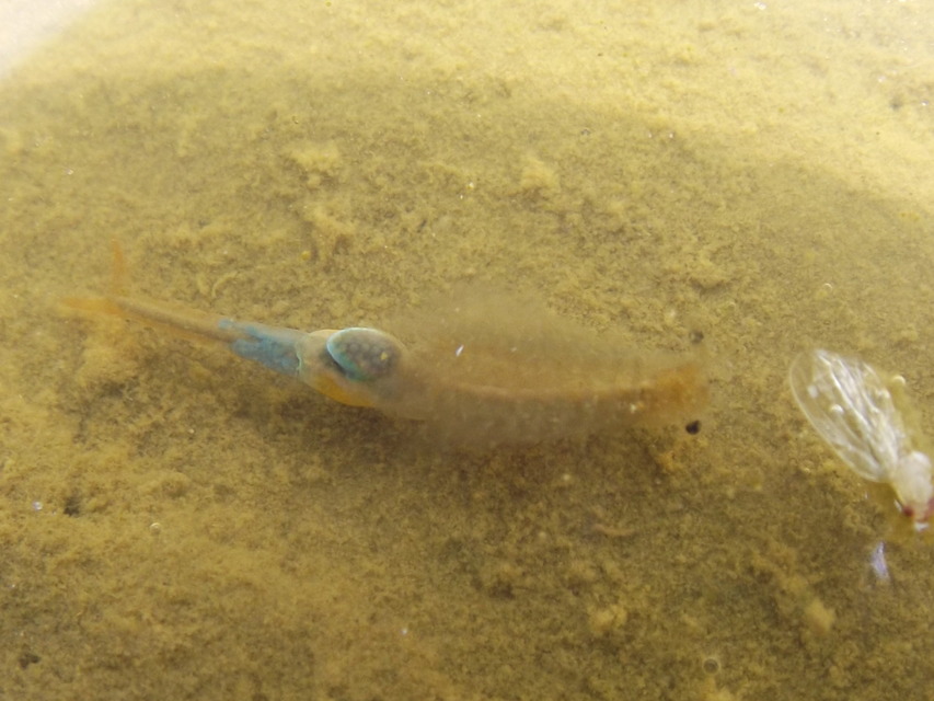 Branchipus schaefferi