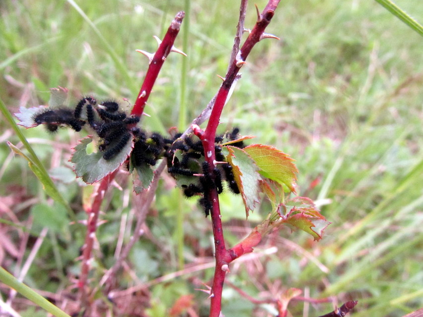 Saturnia pavoniella/pavonia