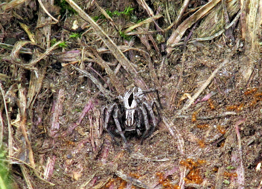 Thanatus arenarius