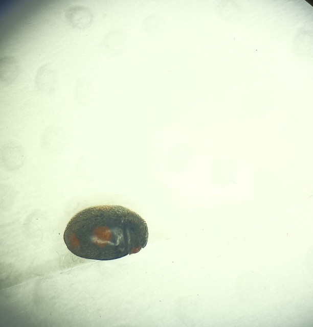 Platynaspis luteorubra - négypettyes szerecsenkata