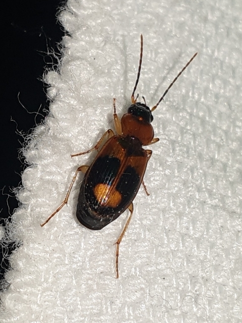 Badister lacertosus - erdei posványfutonc