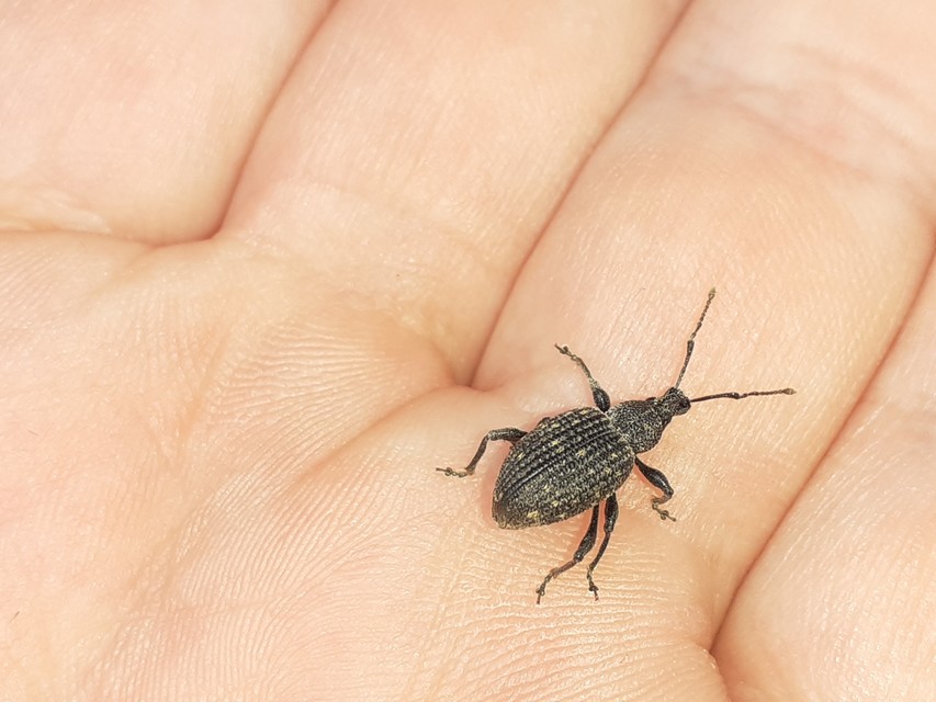 Otiorhynchus sulcatus - szálkás gyalogormányos