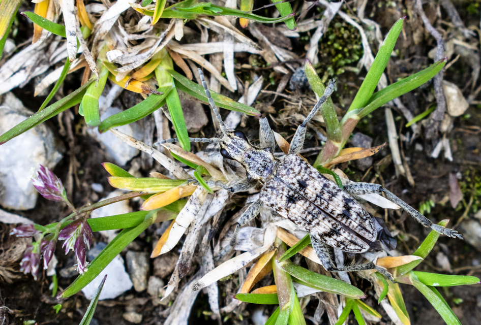 Rhagium inquisitor - fenyves-tövisescincér
