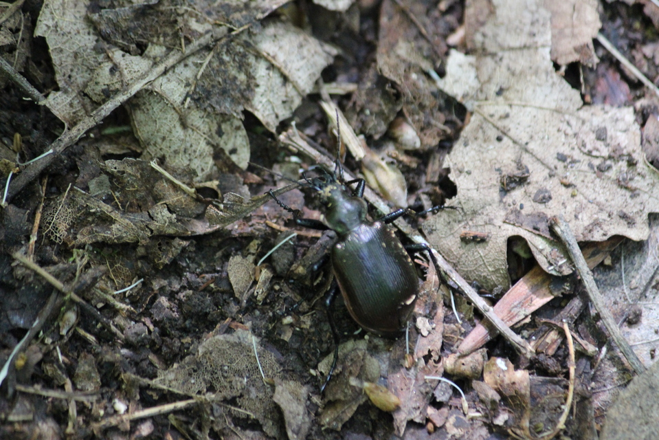 Calosoma inquisitor - kis bábrabló