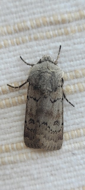 Agrotis cinerea - szürkés földibagoly