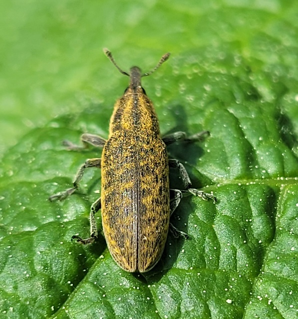 Lixus cardui - bogáncsfúró dudvabarkó