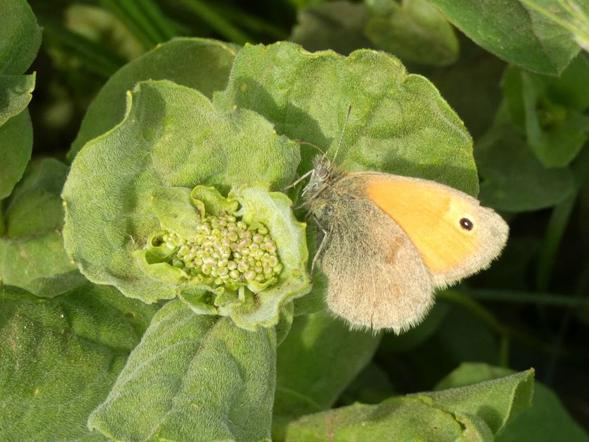 Coenonympha pamphilus - kis szénalepke