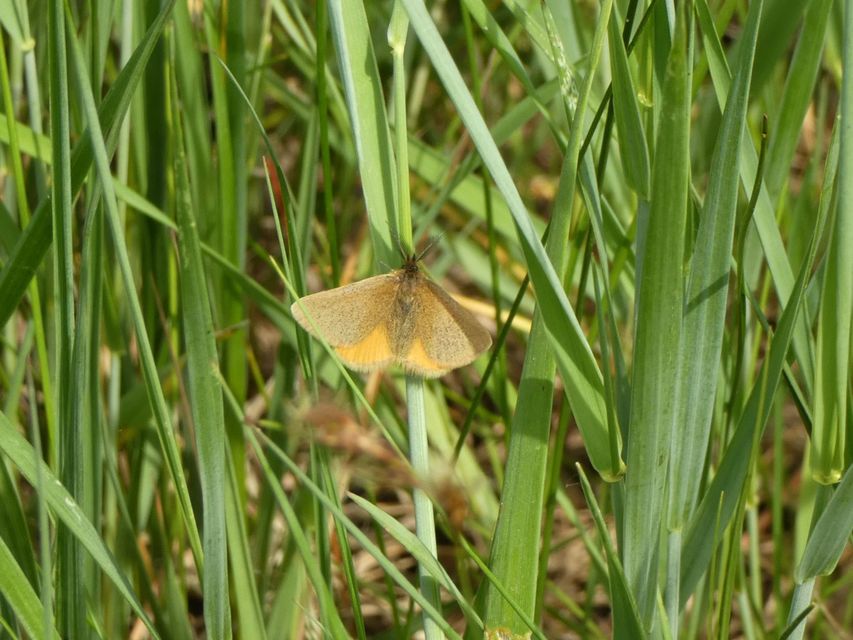 Lythria purpuraria - bíborsávos araszoló
