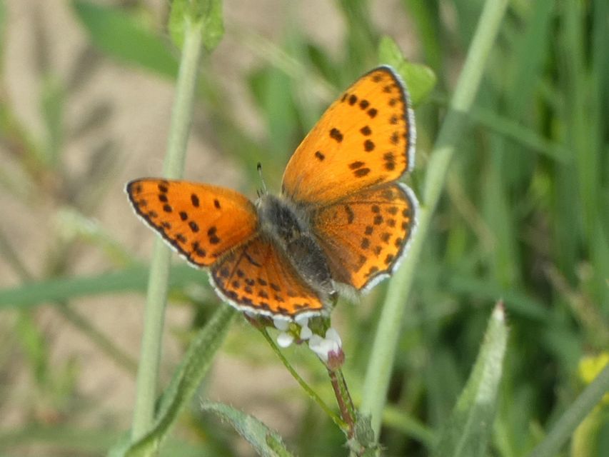 Lycaena thersamon - kis tűzlepke